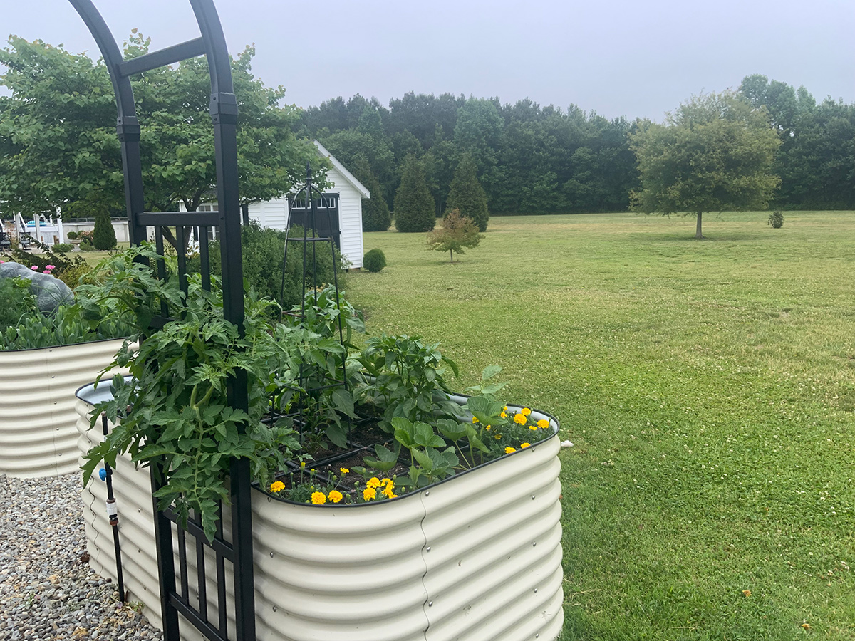 vegetables in raised bed