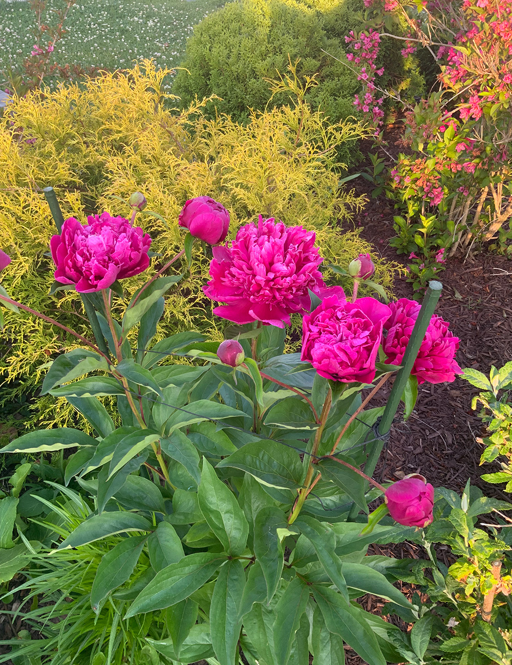 Big Ben peony