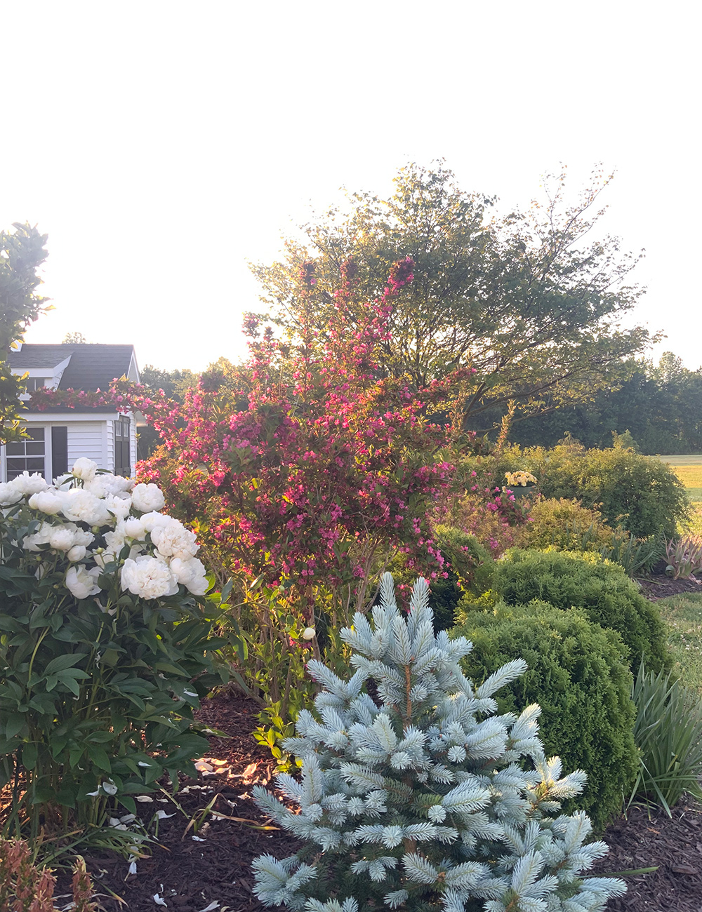 peony with white flowers next to colorful shrubs