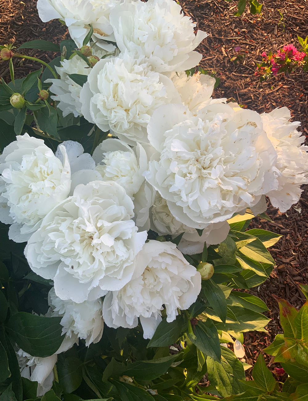 Duchesse de Nemours peony