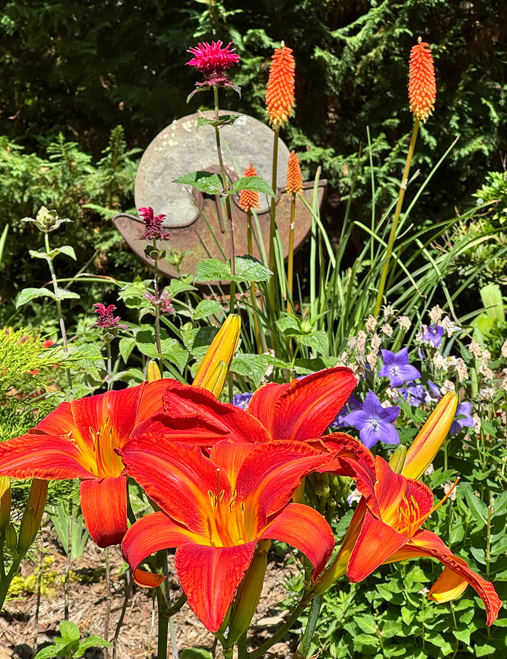 bright red daylily with red hot poker