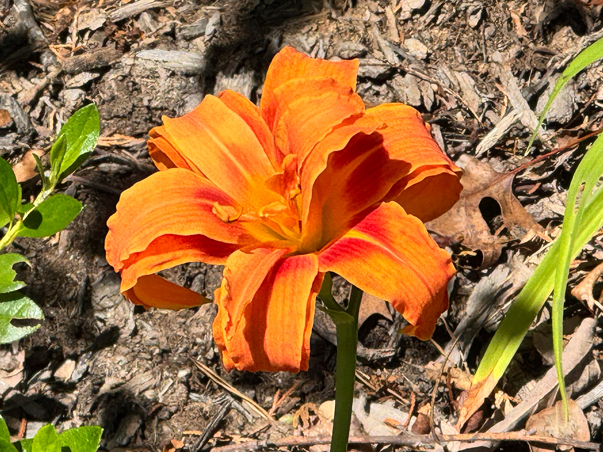 double orange daylily