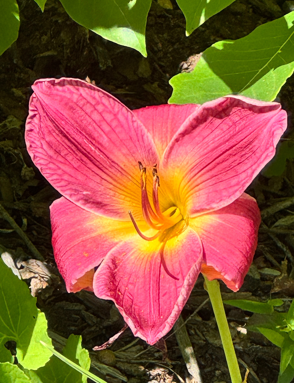 pink daylily