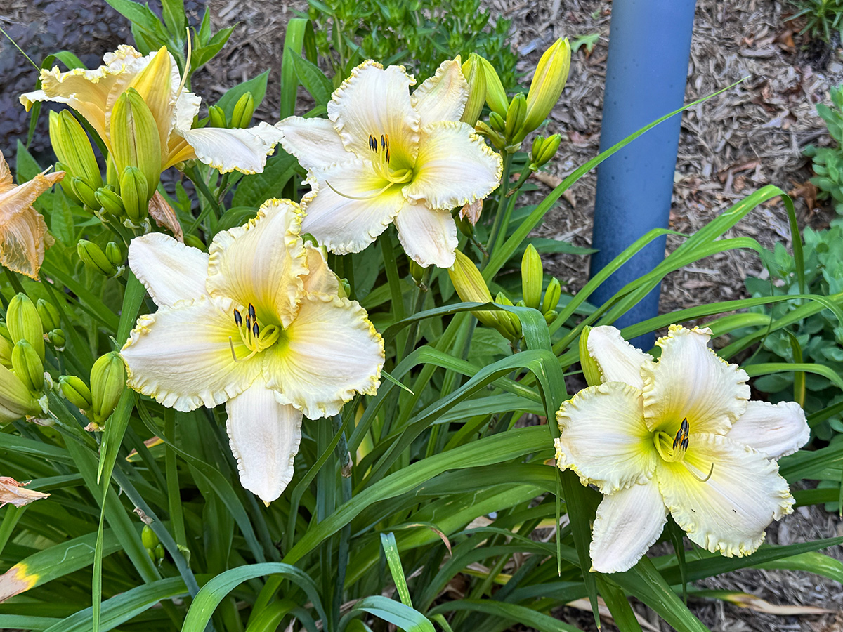 ruffled white daylilies