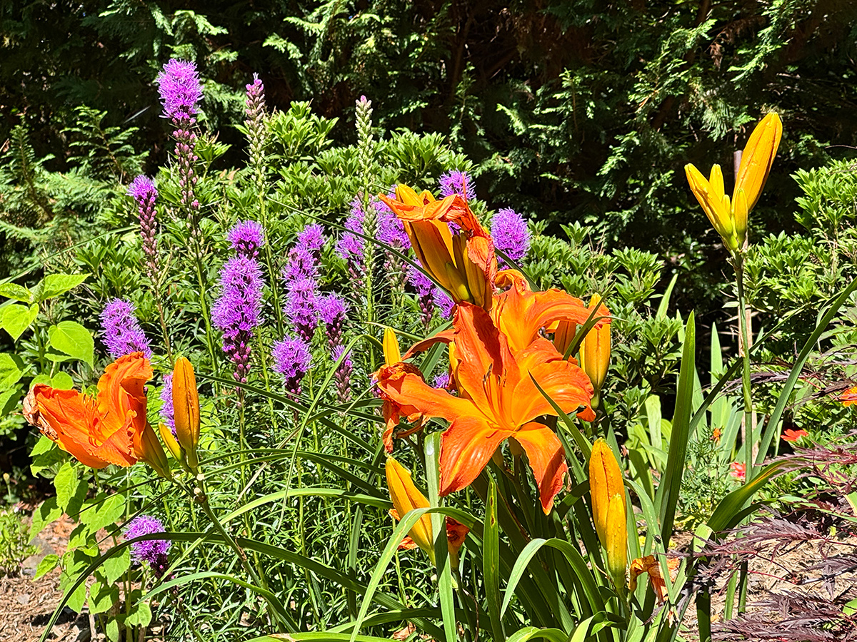 spires of bright purple flowers with bright orange daylilies