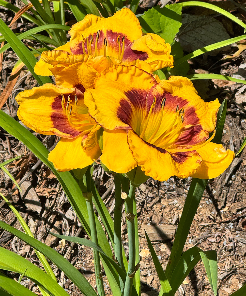 bright yellow daylily
