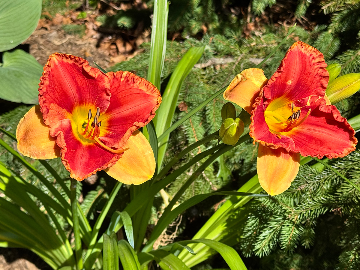 two-toned daylily