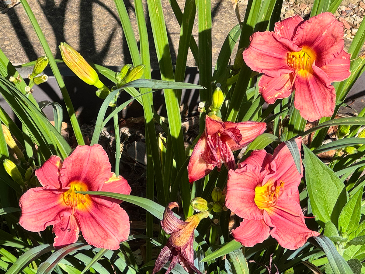 pink daylilies