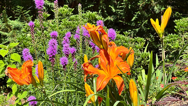 Madonna lily - Fine Gardening