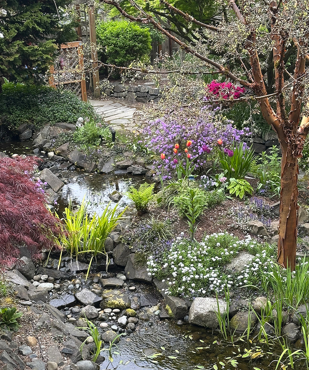 pond in spring garden