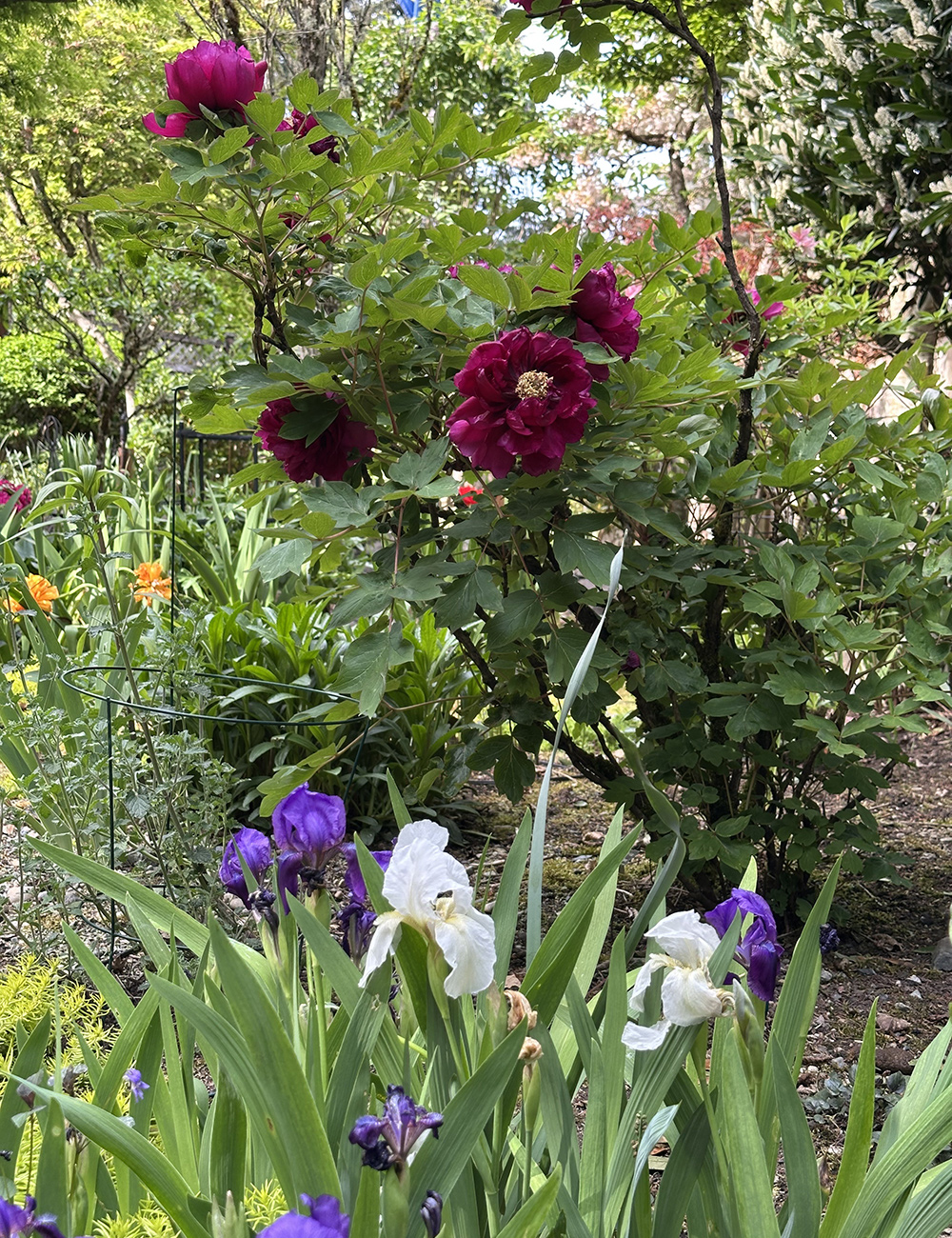 tree peony with dark red flowers