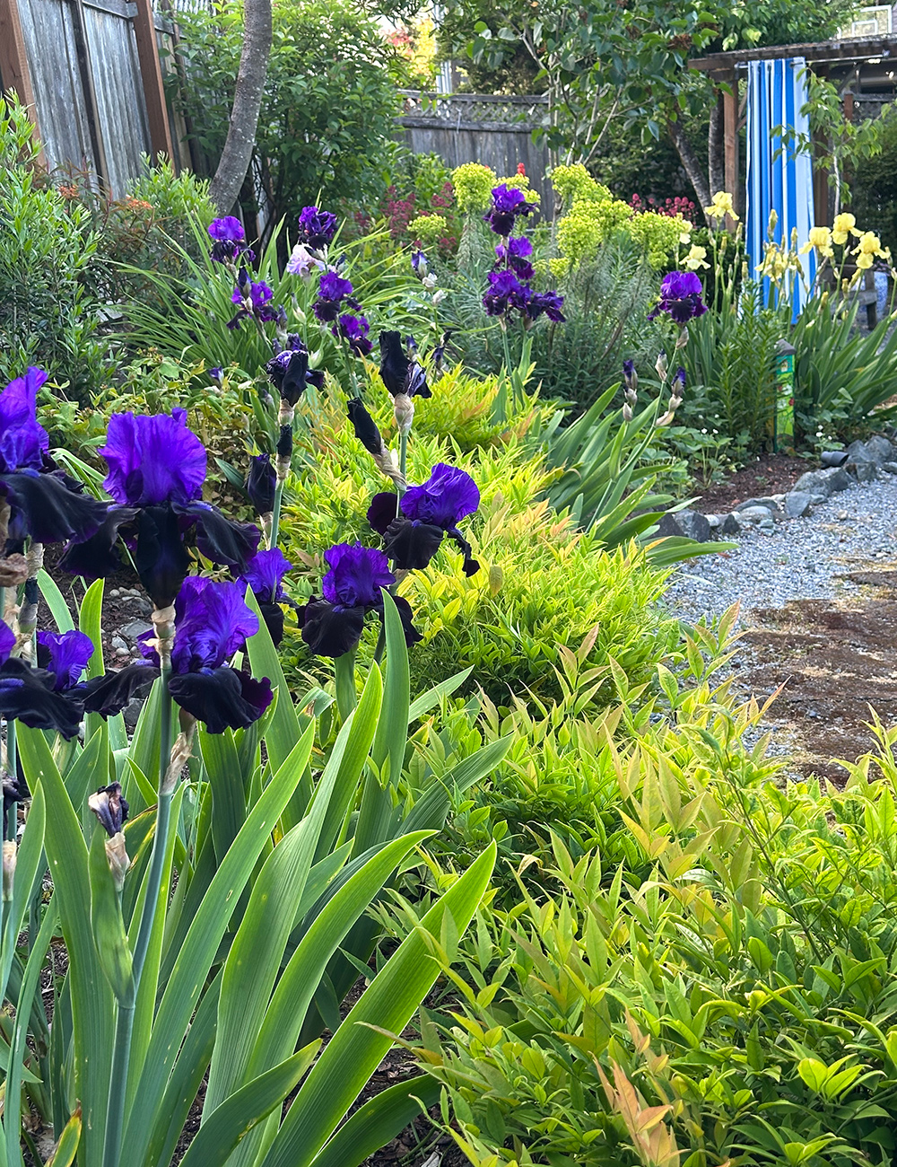 side garden with purple irises