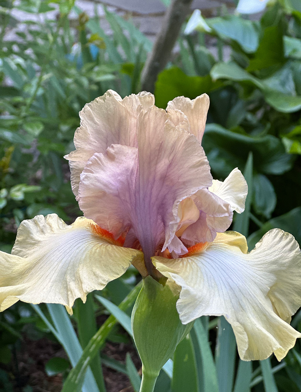 multi colored bearded iris