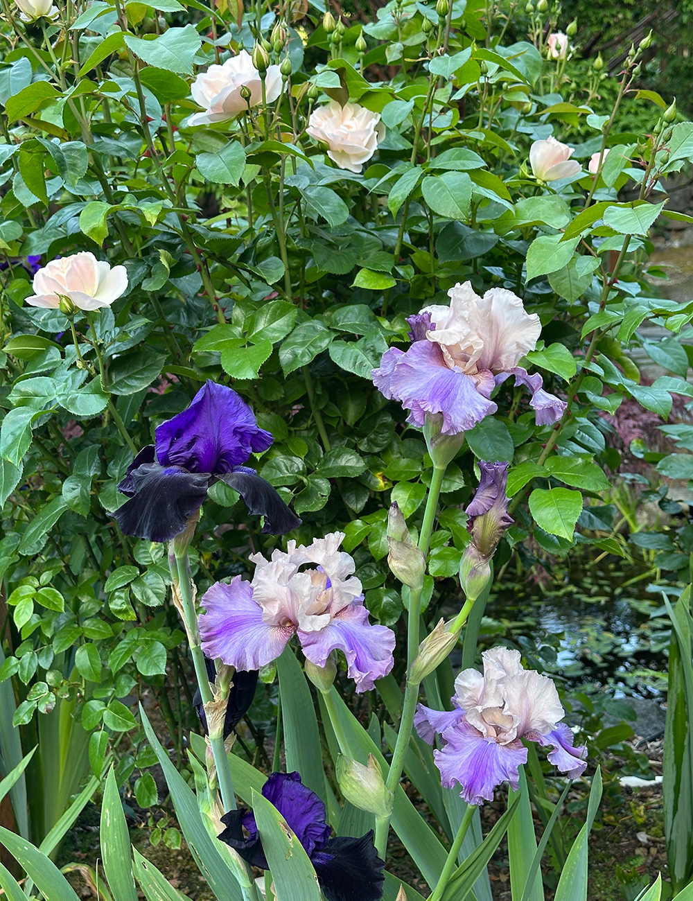 iris with white roses