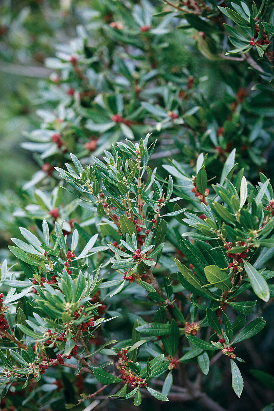 Myrica (Morella) californica