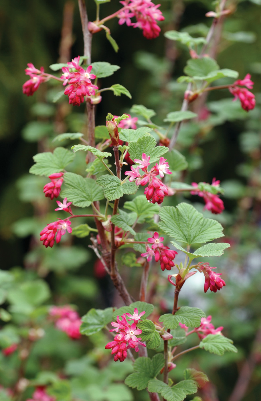 Ribes sanguineum photo by David McClure
