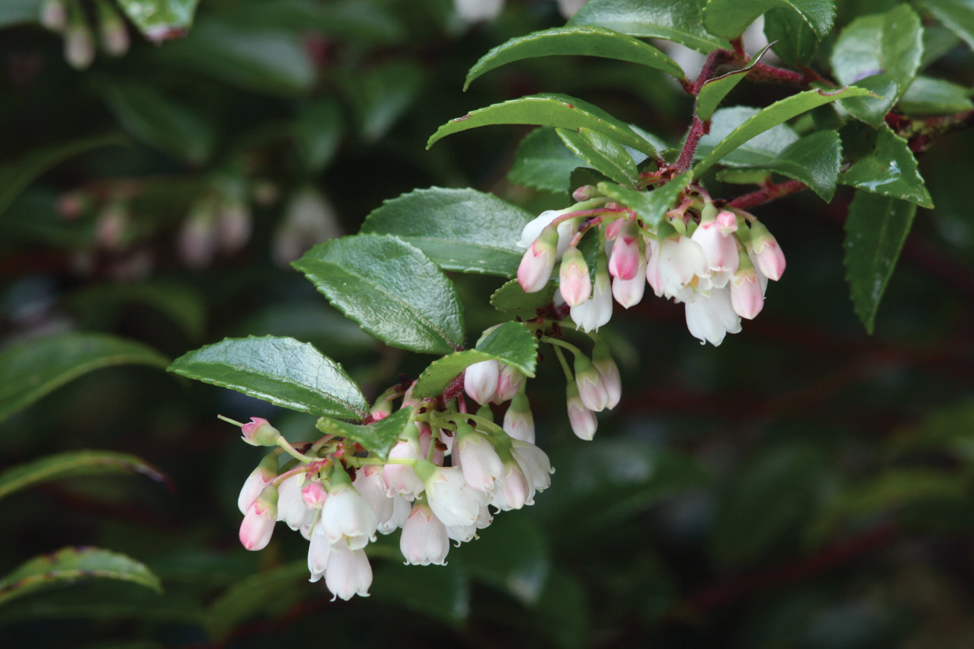 Vaccinium ovatum courtesy of Richie Steffen