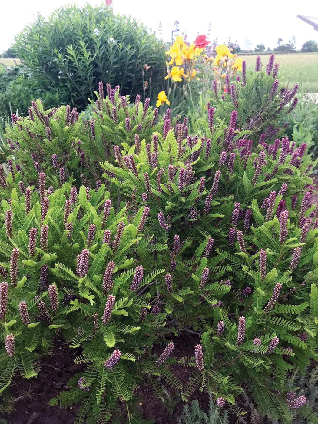 Amorpha-nana Courtesy of Plant Select Ross Shrigley