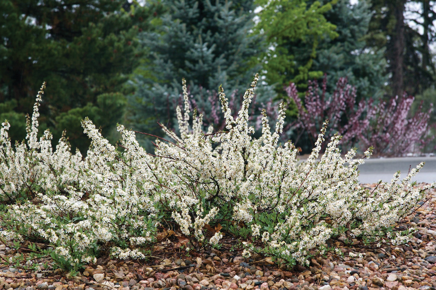 Prunus-besseyi ctsy Plant Select David Winger