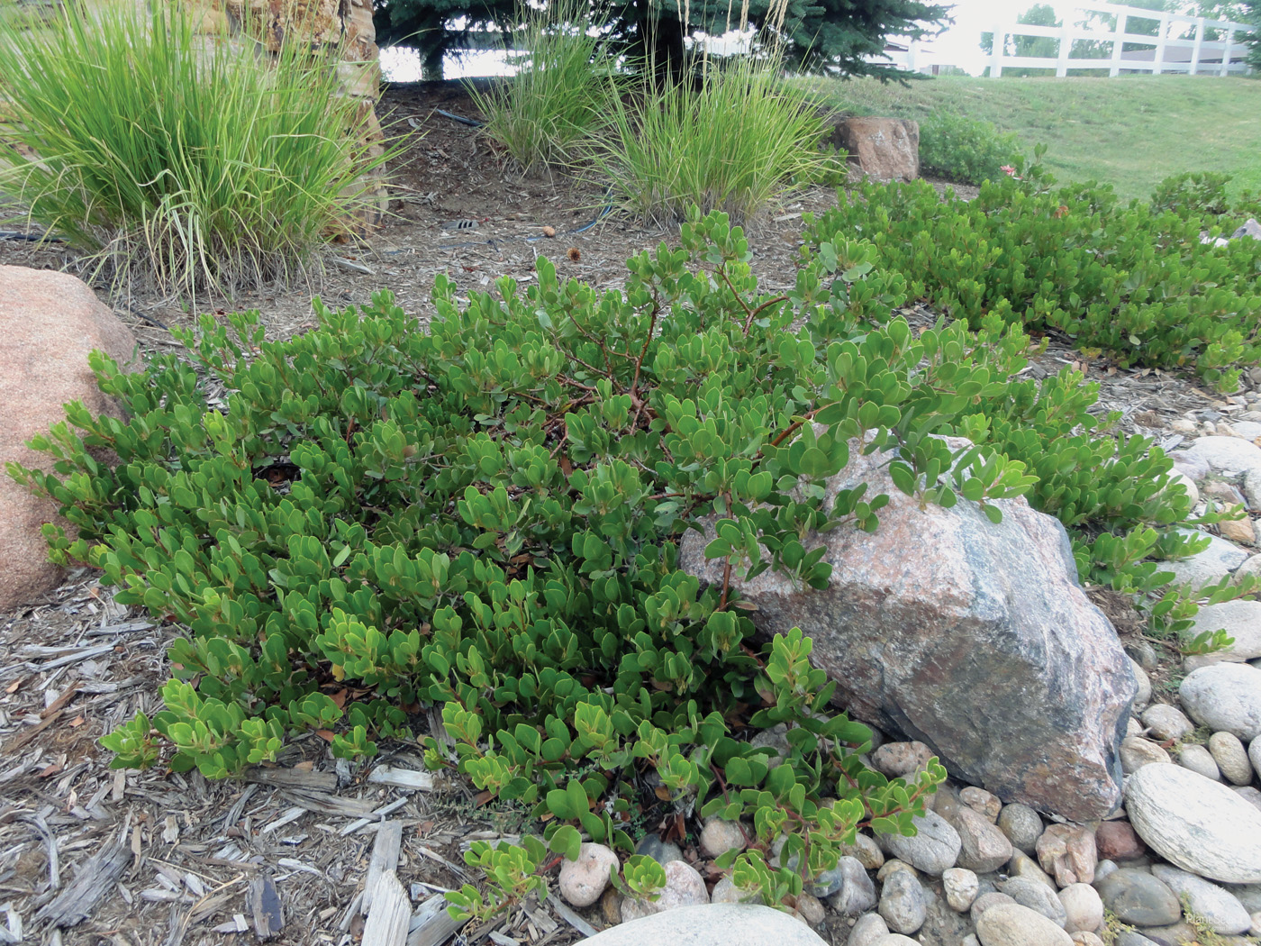 Arctostaphylos Chieftain Gary Epstein courtesy of Plant Select