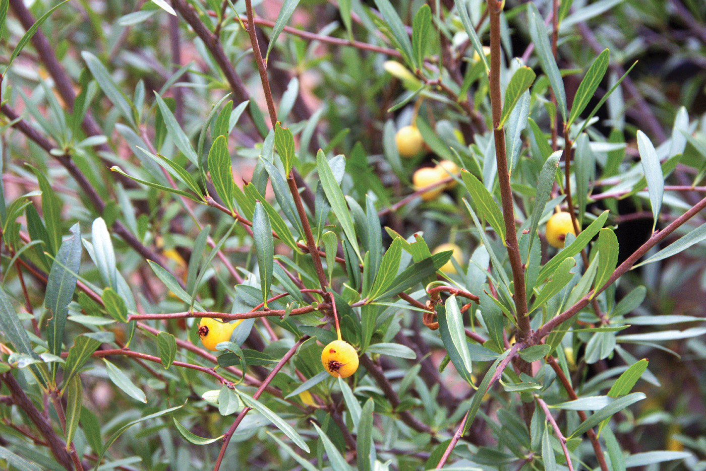 peraphyllum corrected courtesy of Bryan Fischer