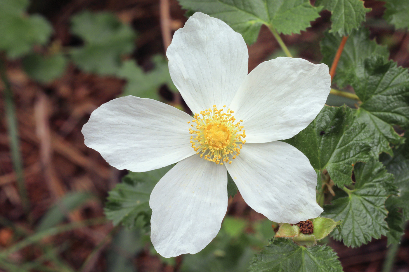 Rubus deliciosus millettephotomedia.com
