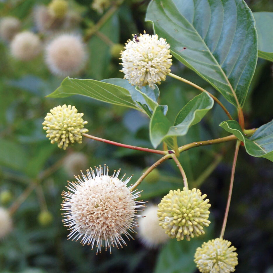 Cephalanthus occidentalis photo by Nancy J. Ondra