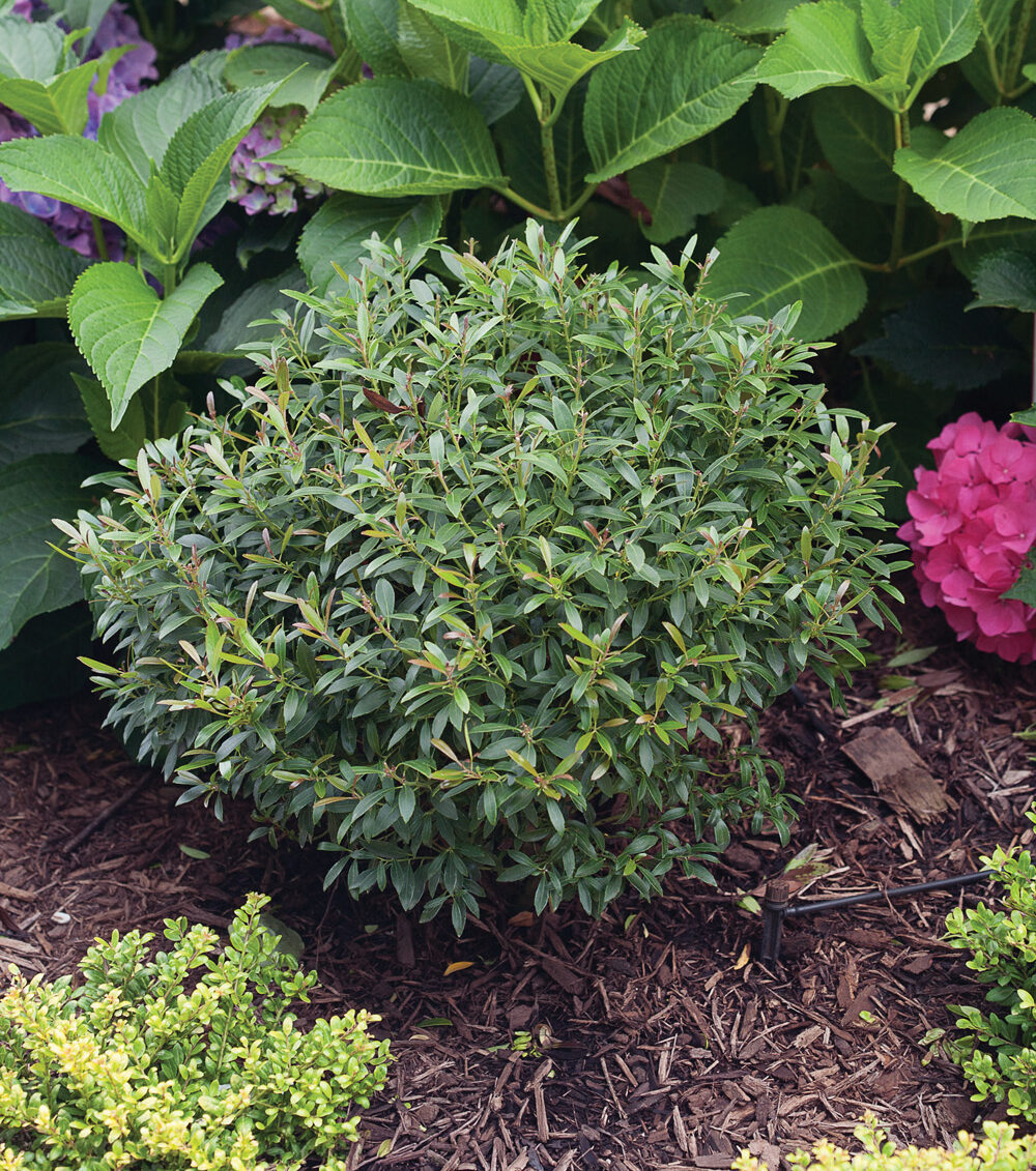 Gem Box Inkberry Holly photo courtesy of Proven Winners