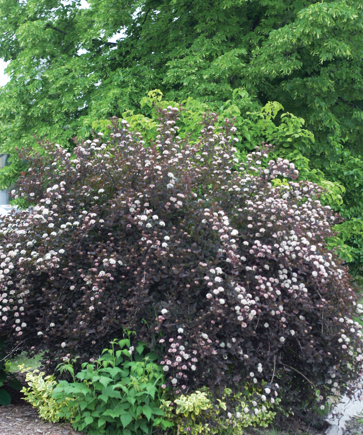 Tiny Wine ninebark physocarpus opulifolious ctsy Proven Winners