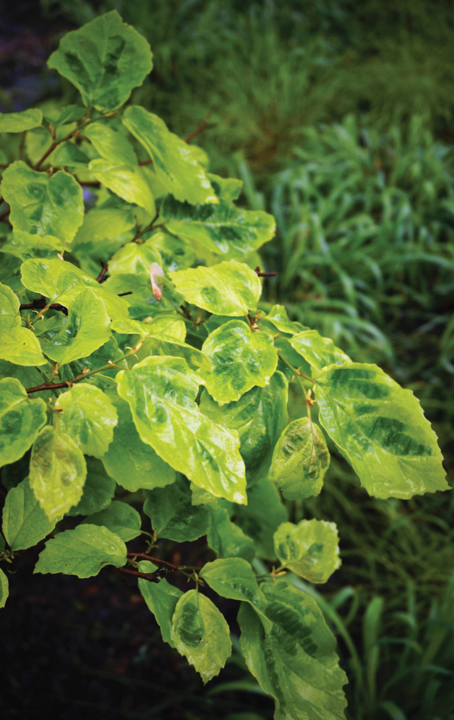 Hamamelis virginiana Green Thumb photo by millettephotomedia.com