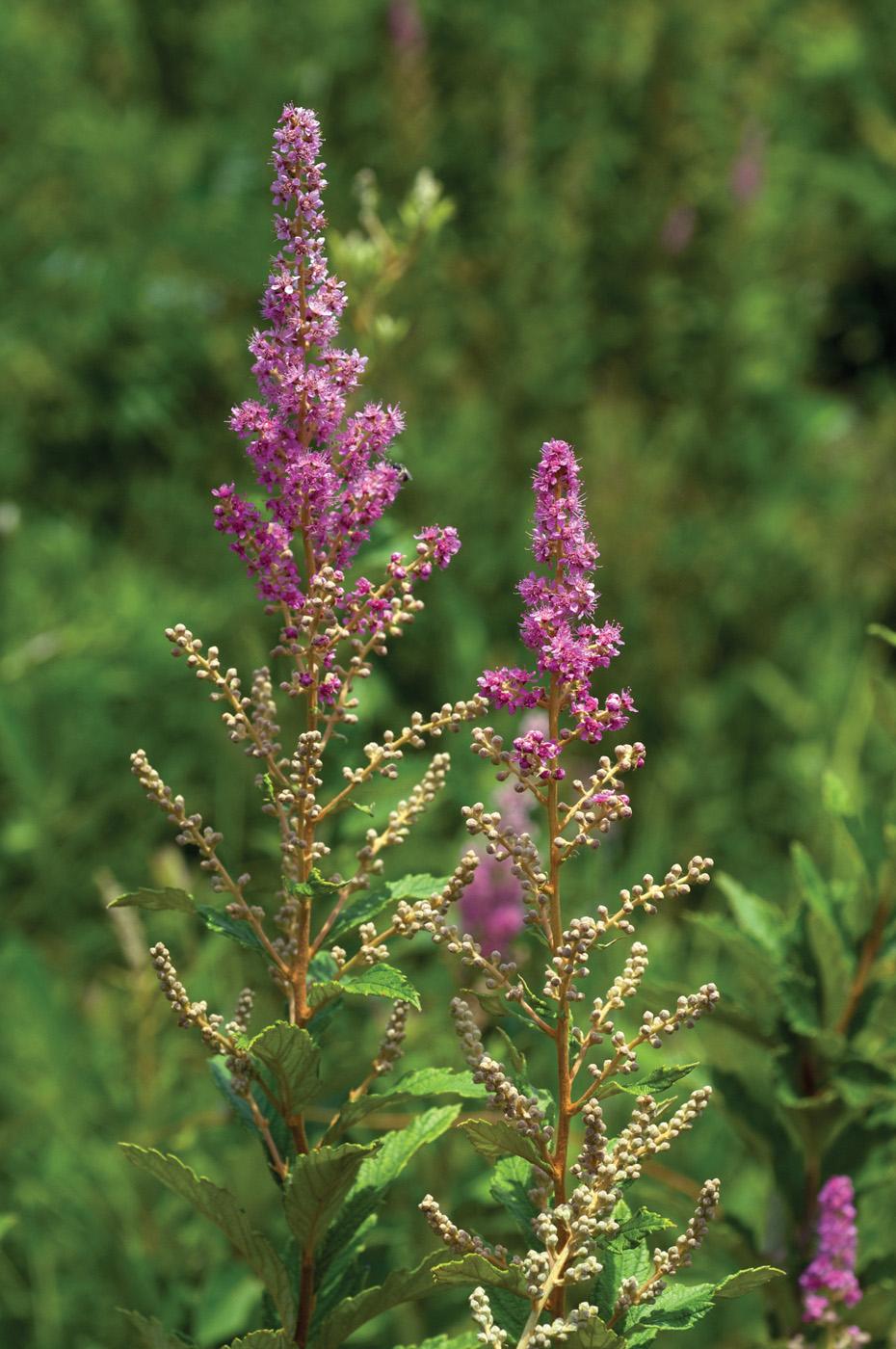 Spiraea tomentosa