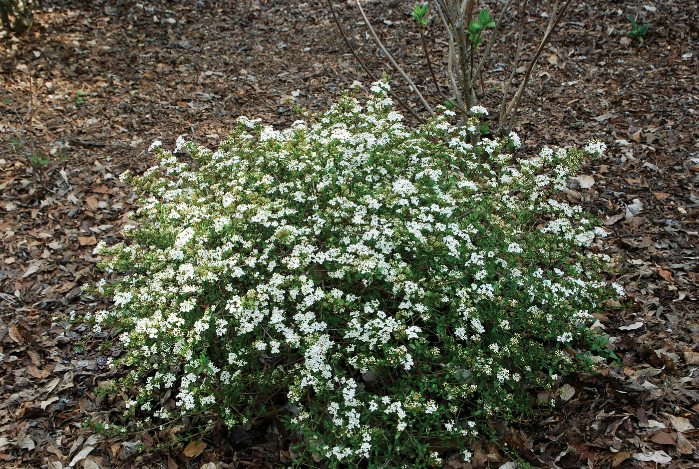 Viburnum Obovatum Raulston photo courtesy of Mark Weathington