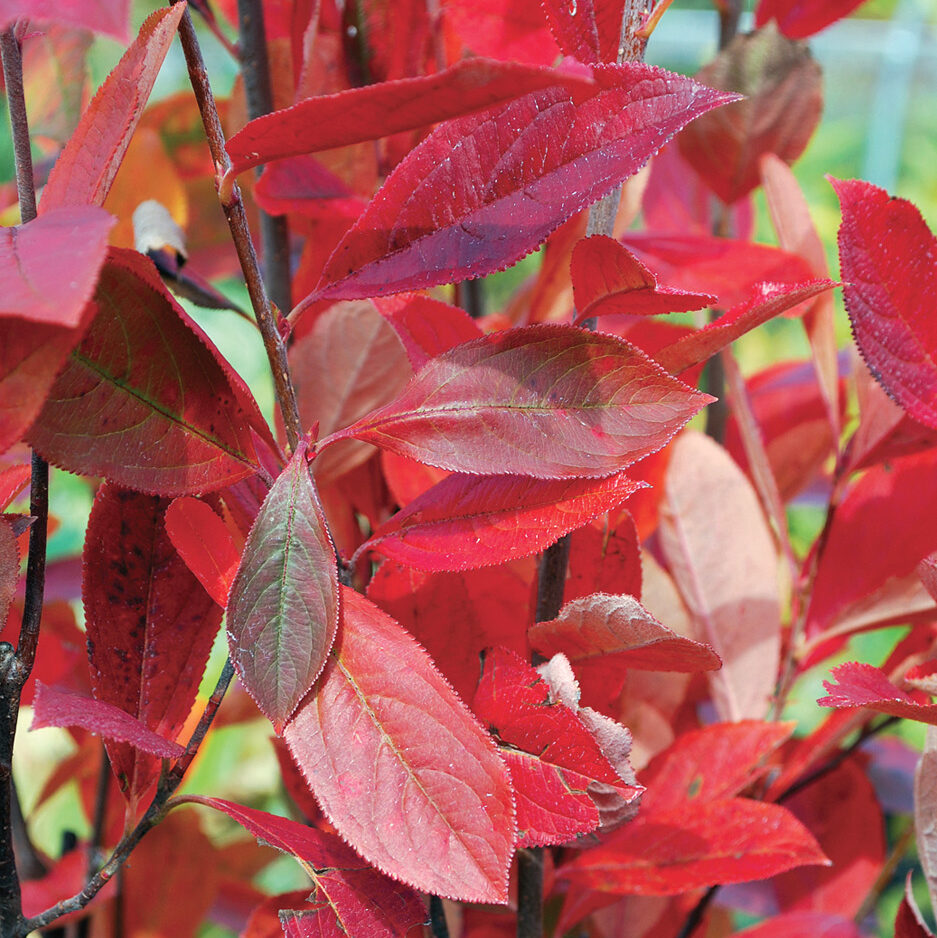 Aronia arbutifolia 'Brilliantissima' fall color