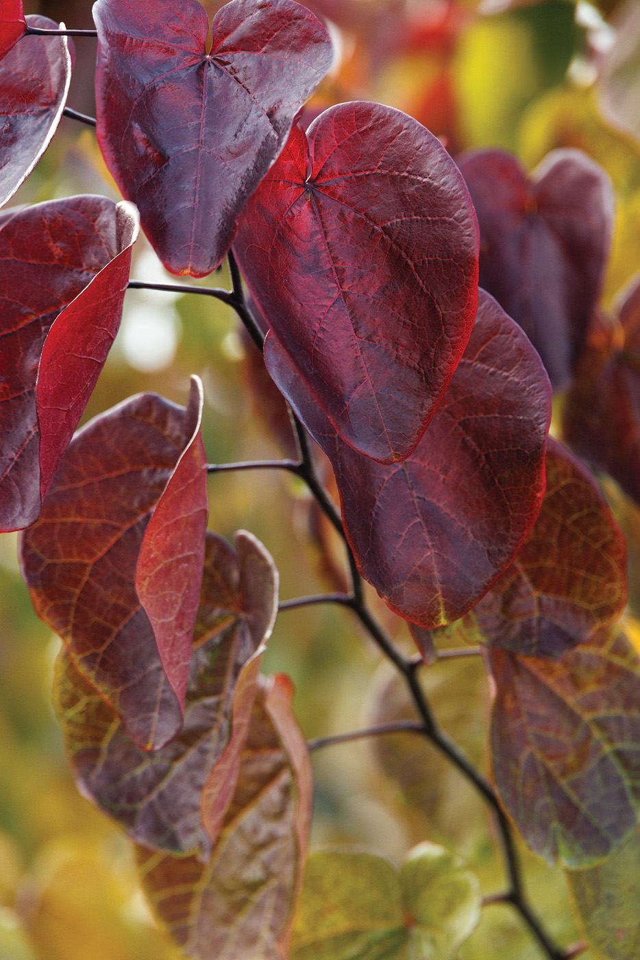 Cercis x Merlot Photo by DoreenWynja.com