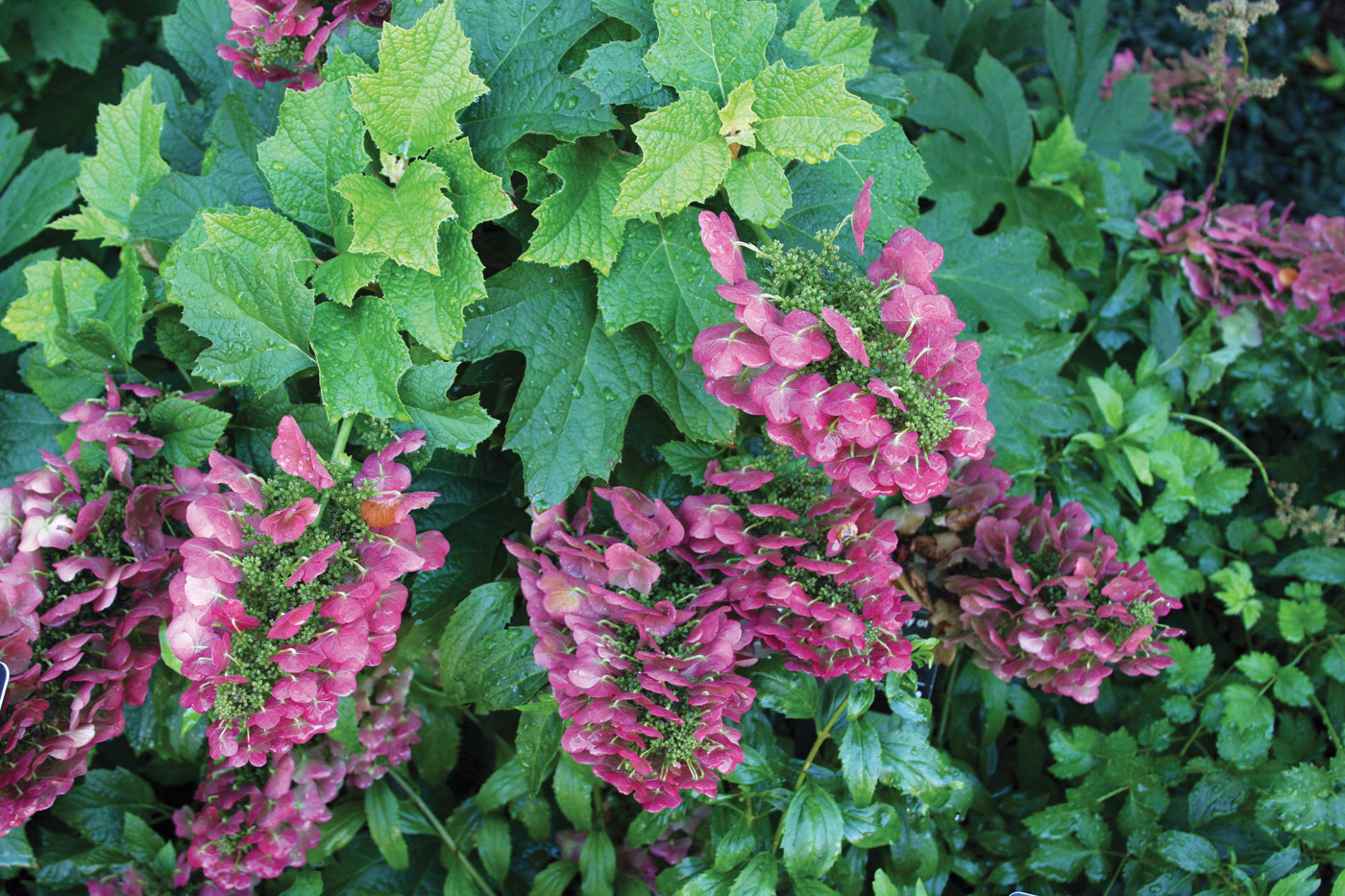 Hydrangea quercifolia Ruby Slippers photo by Michelle Gervais