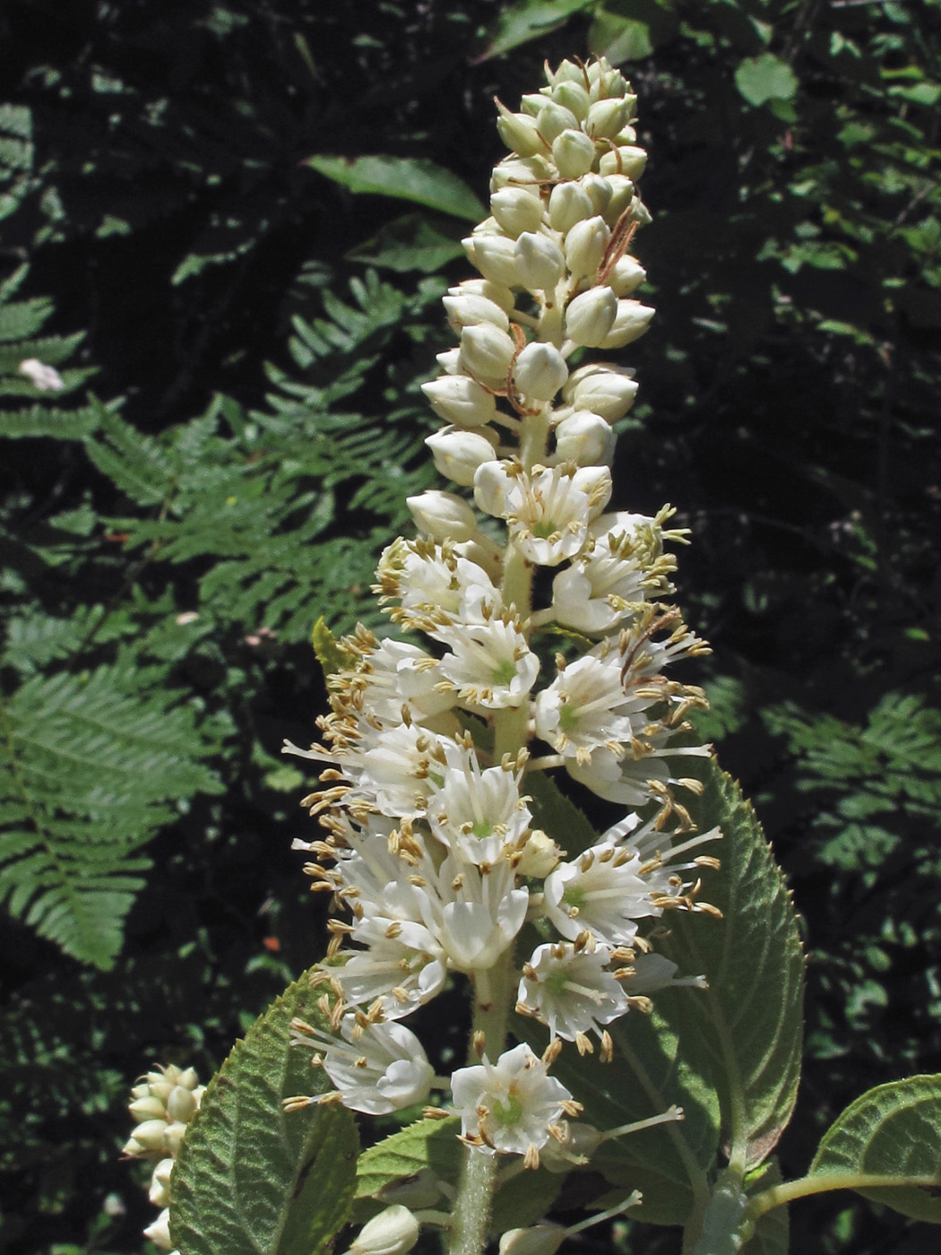 Clethra acuminata Crédito de la foto: millettephotomedia.com