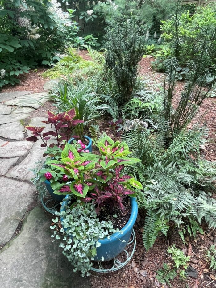 Container shade garden