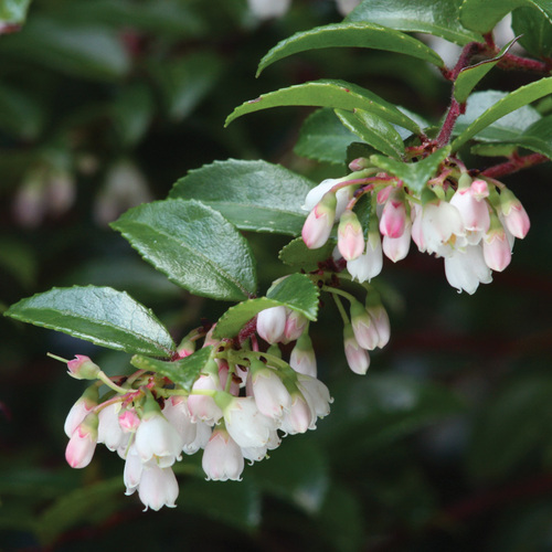 Native Shrub Alternatives to Overused Plants in the Pacific Northwest - Fine Gardening