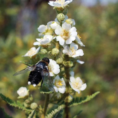 Native Shrub Alternatives to Overused Plants in the Southwest - Fine Gardening
