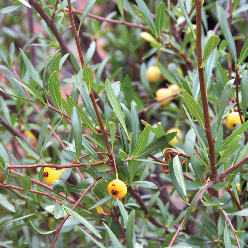 Native Shrub Alternatives to Overused Plants in the Mountain West - Fine Gardening