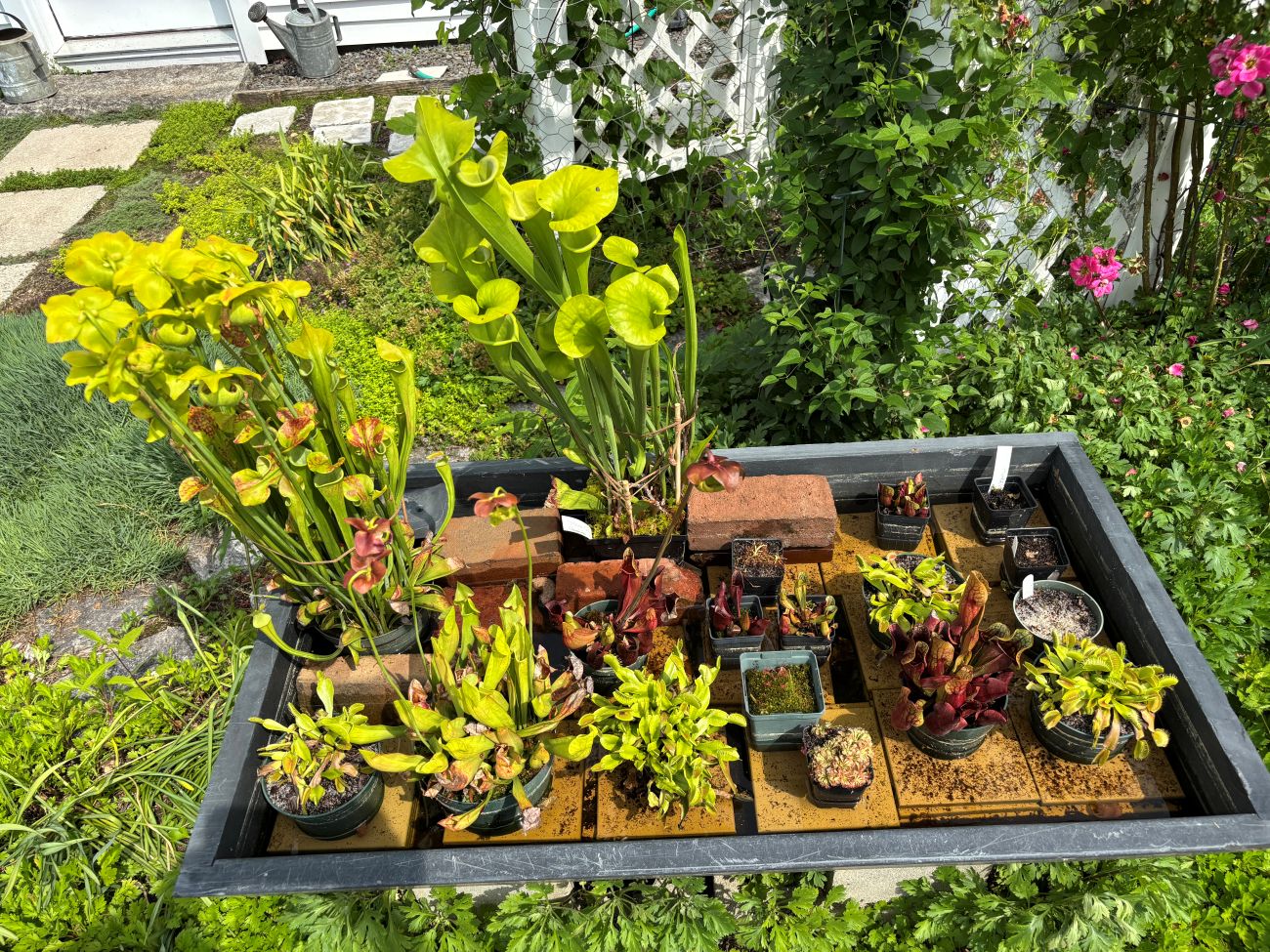 carnivorous plants in tray 