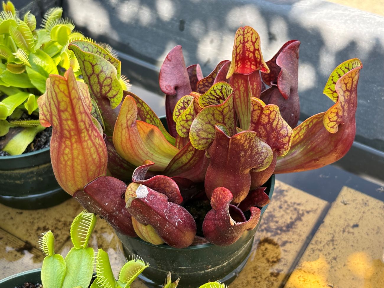 Pitcher plant in pot