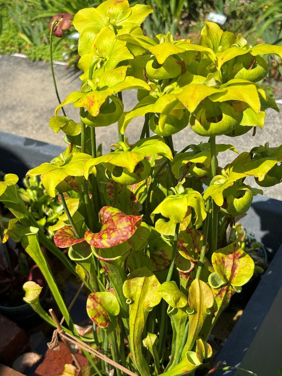 Pitcher plants carnivorous plants 