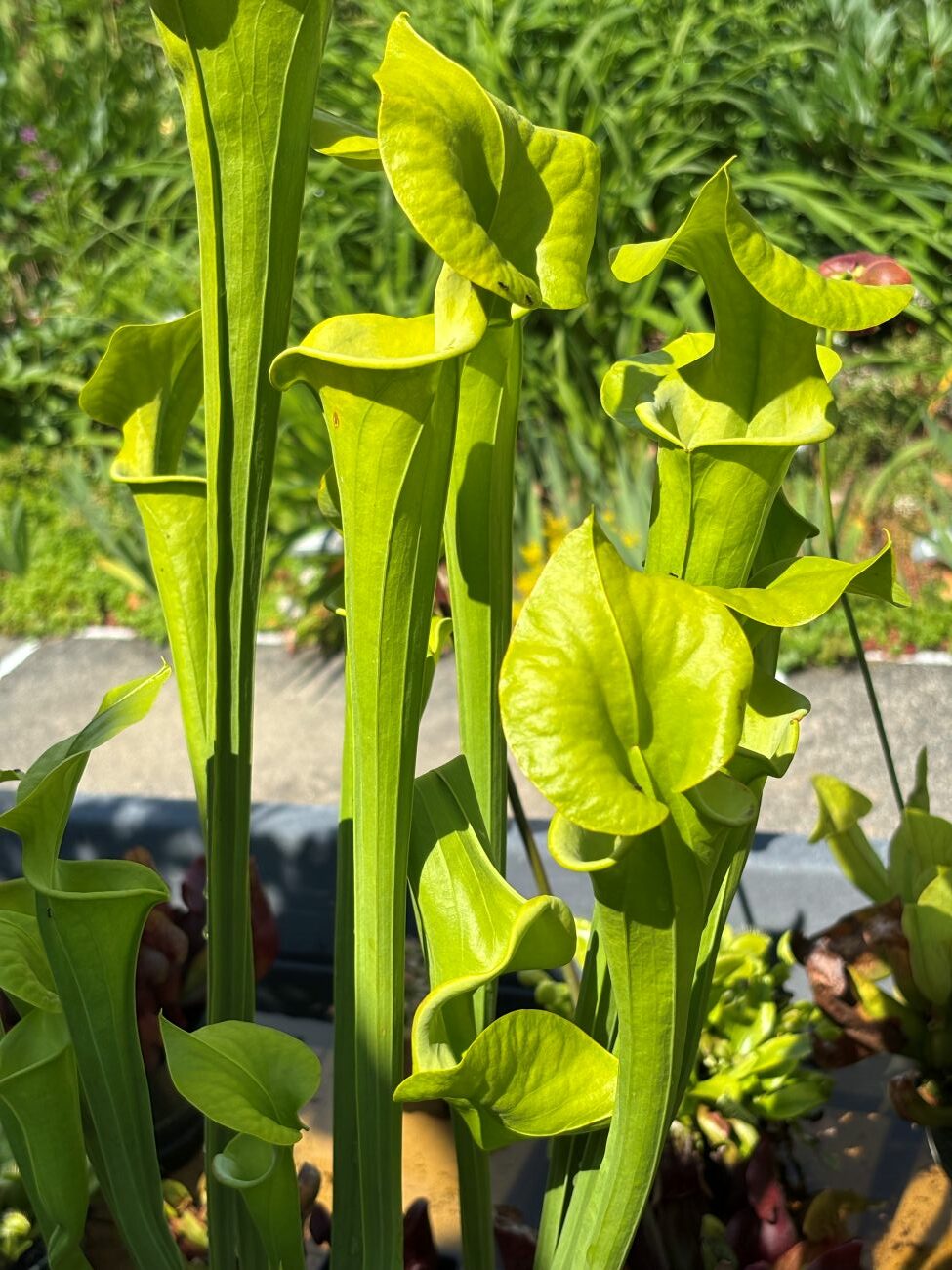 pitcher plant 