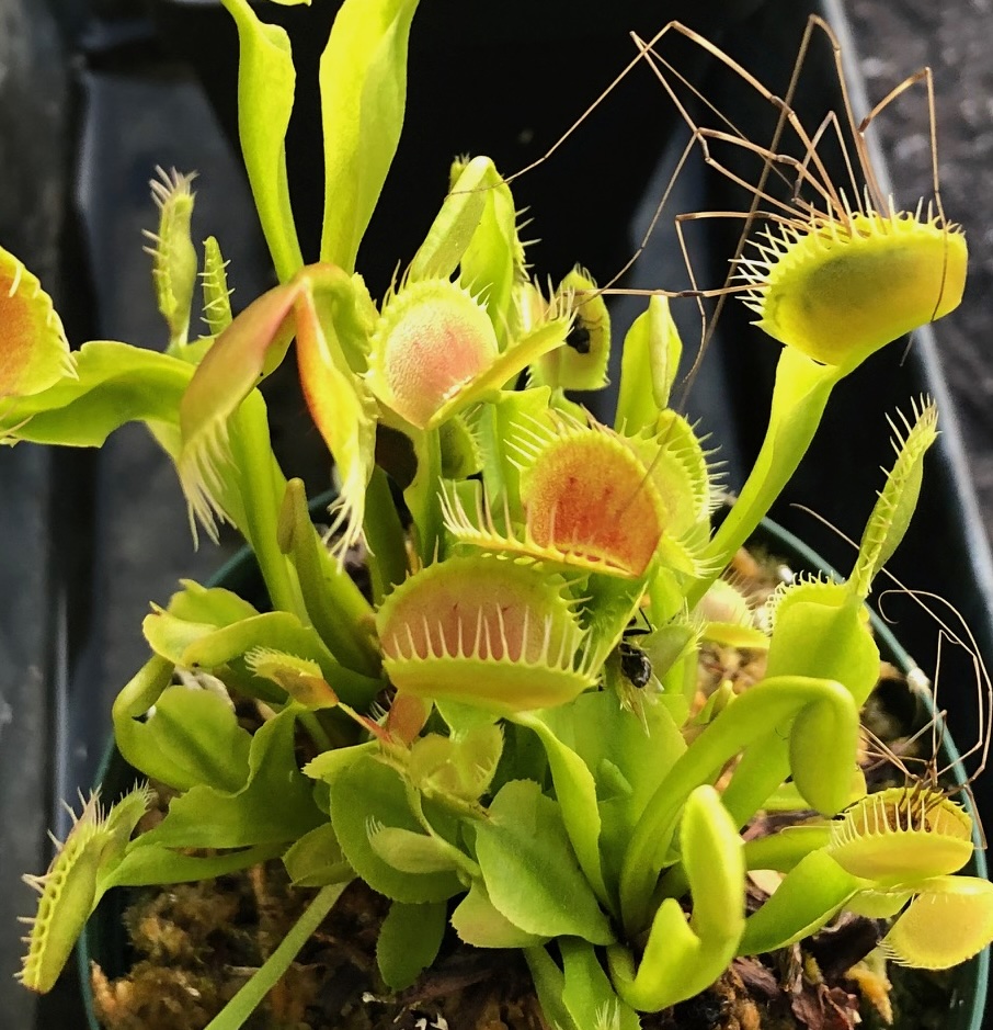 venus flytrap