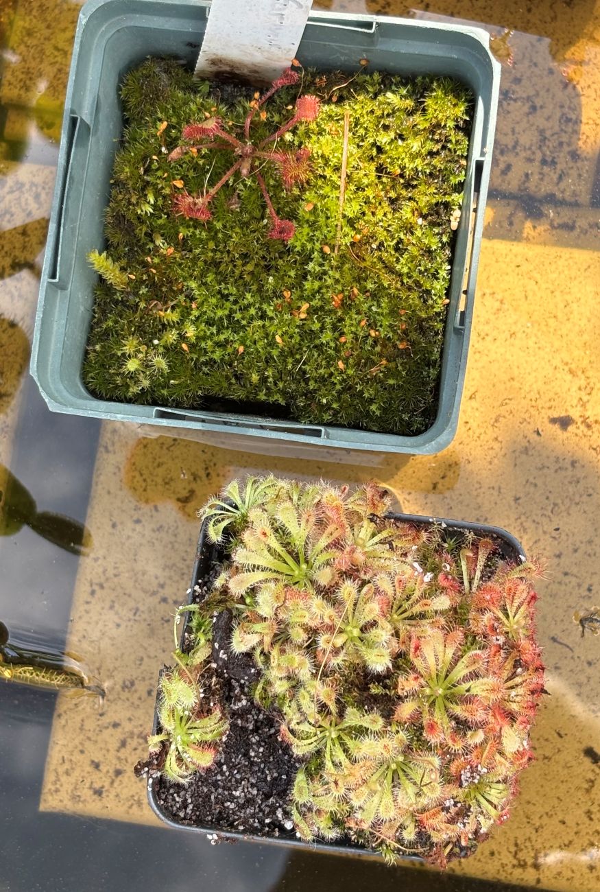 carnivorous plants