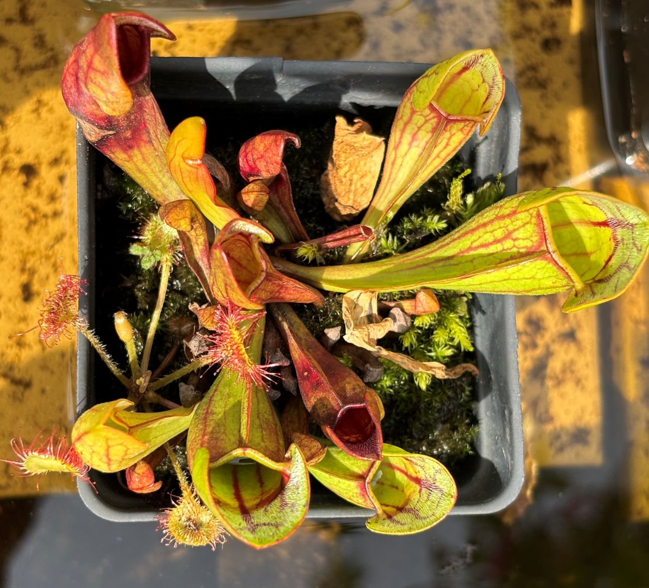 pitcher plant