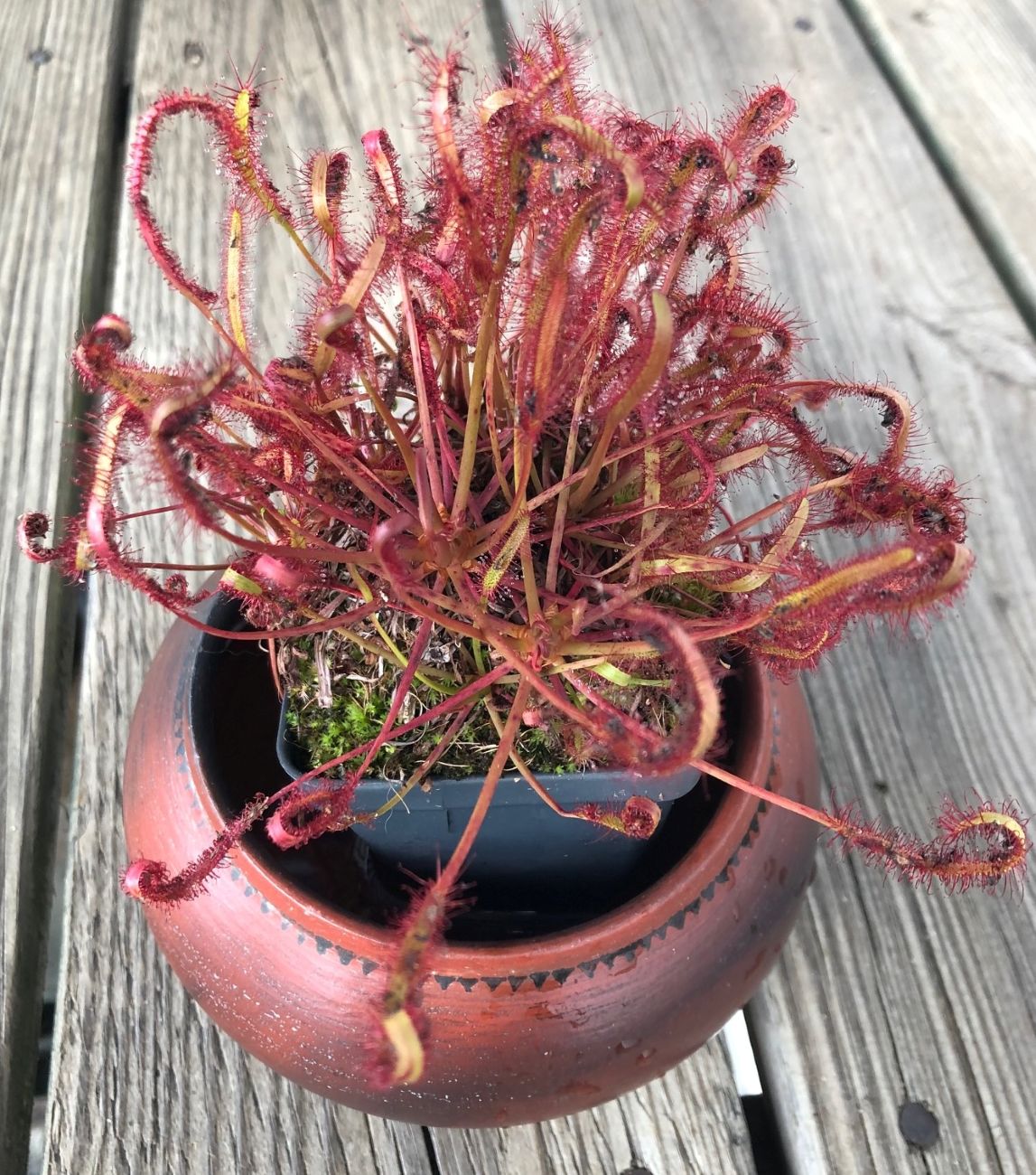 sundew carnivorous plant
