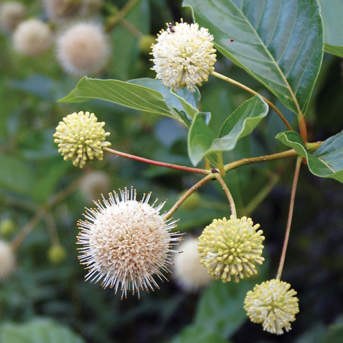 Native Shrub Alternatives to Overused Plants in the Midwest - Fine Gardening
