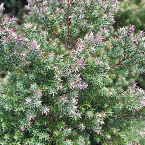 Native Shrub Alternatives to Overused Plants in the Southeast - Fine Gardening